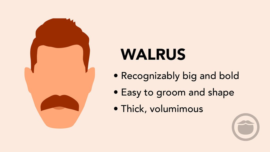 رسم توضيحي ملون لشارب كثيف متدلٍ يشبه شارب حيوان الفظ (Walrus)، مع أبرز سمات هذا النمط في نقاط.