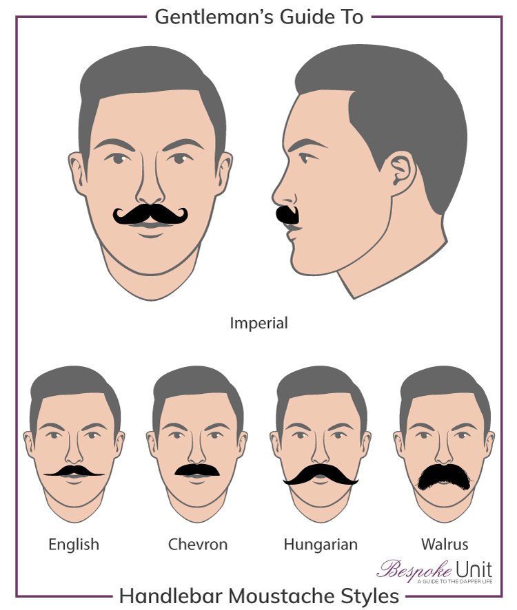 ما هي الأنماط المختلفة لعائلة الشوارب الملتوية الأطراف (Handlebar)؟